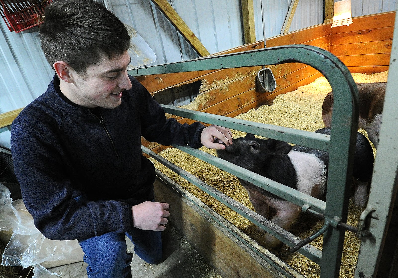 Emmit Cates, 18, of Springfield, works with one of his and his family’s four pigs as a part of his final 4-H project. Case has been participating in 4-H since the 3rd grade. MARSHALL GORBY\STAFF