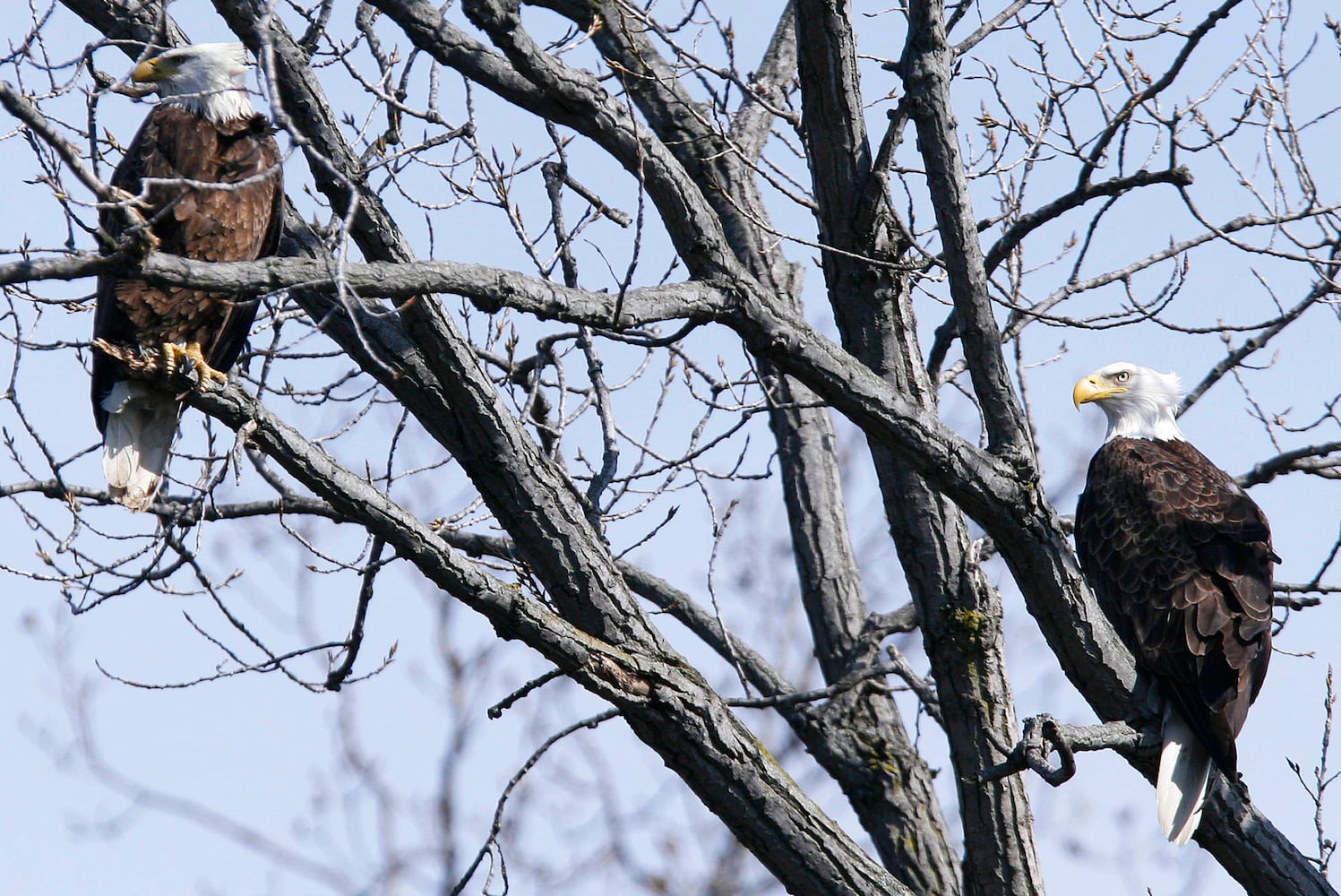 Bald Eagles in Butler County