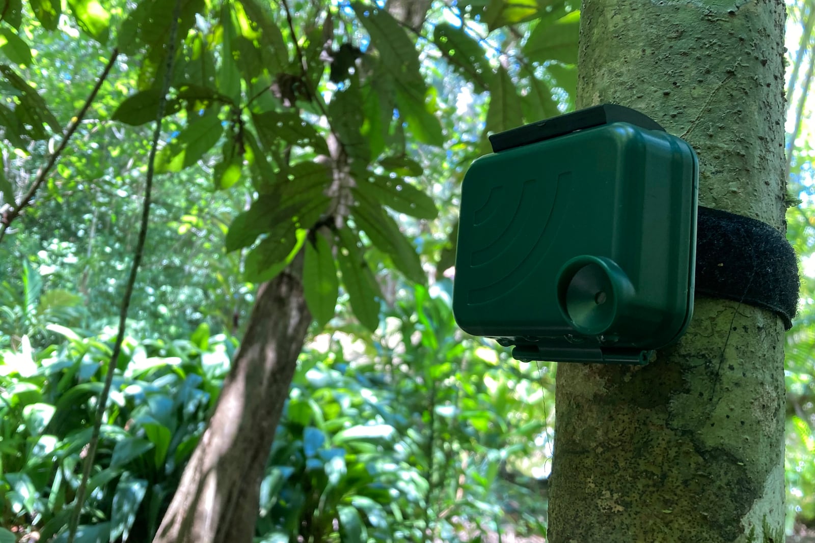 FILE - An audio device is attached to a tree to listen for the calls of endangered spider monkeys at the private Rio Nuevo Nature Reserve on Costa Rica's Osa Peninsula on March 20, 2023. (AP Photo/Matt O'Brien, File)