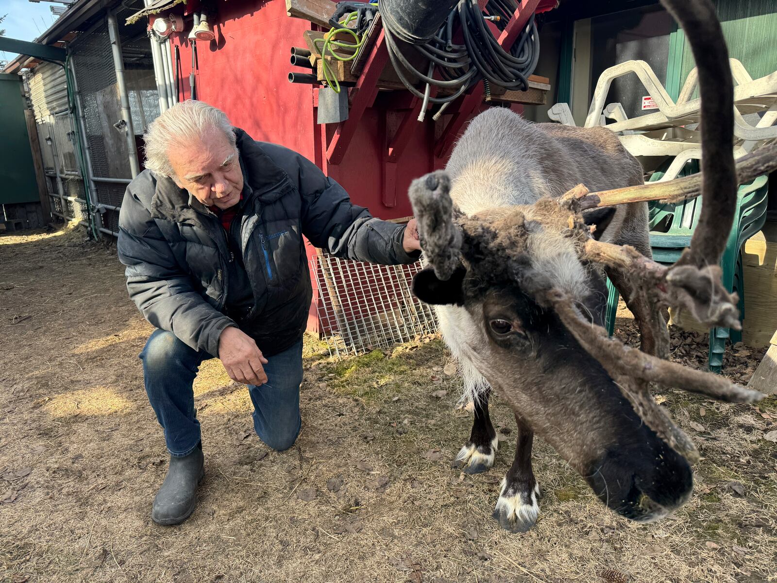 Albert Whitehead spends time with Star, his pet reindeer, in Whitehead's backyard in downtown Anchorage, Alaska, on March 11, 2025. (AP Photo/Mark Thiessen)