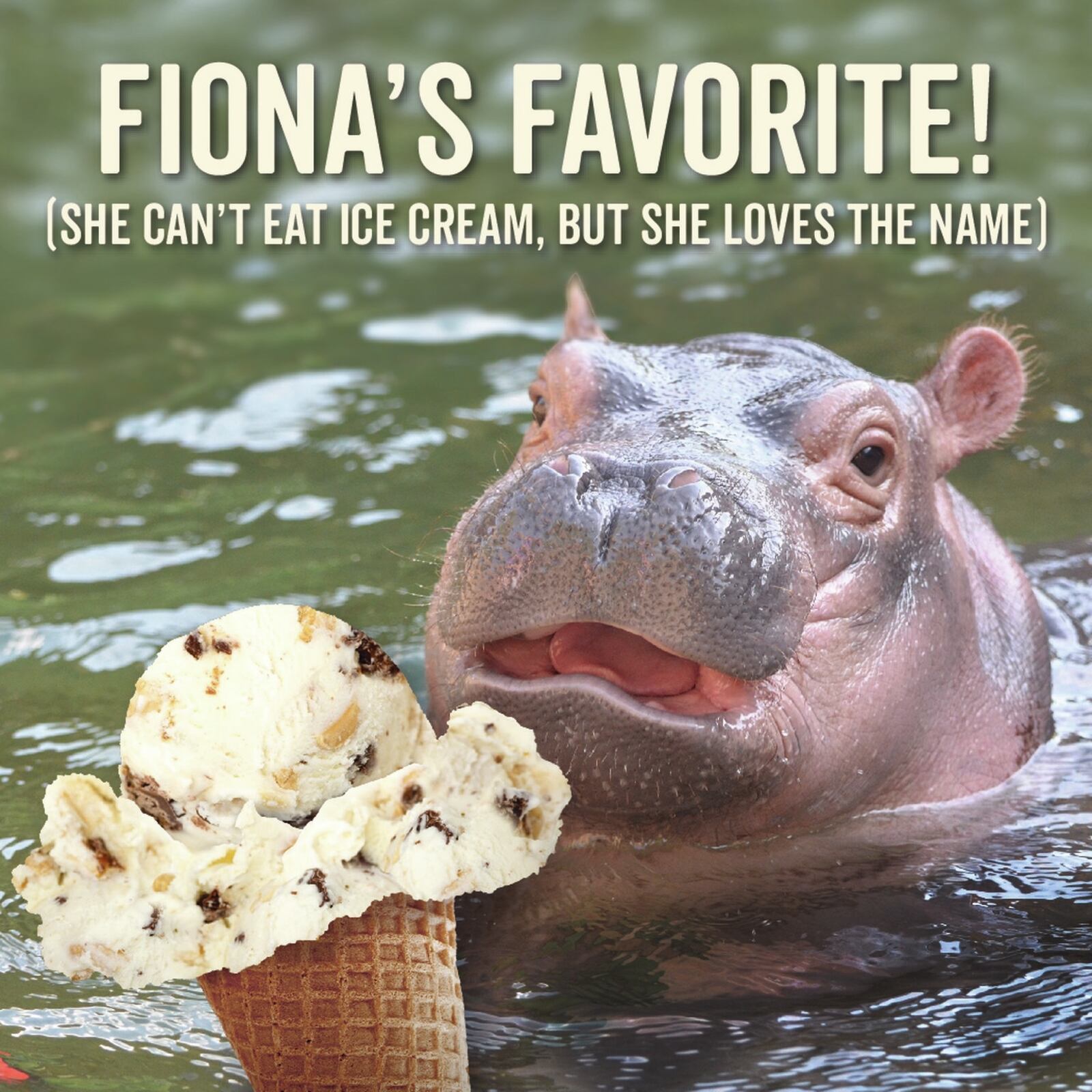 Graeter’s Ice Cream is partnering with Cincinnati Zoo & Botanical Gardens for the new zoo-inspired flavor Chunky Chunky Hippo.