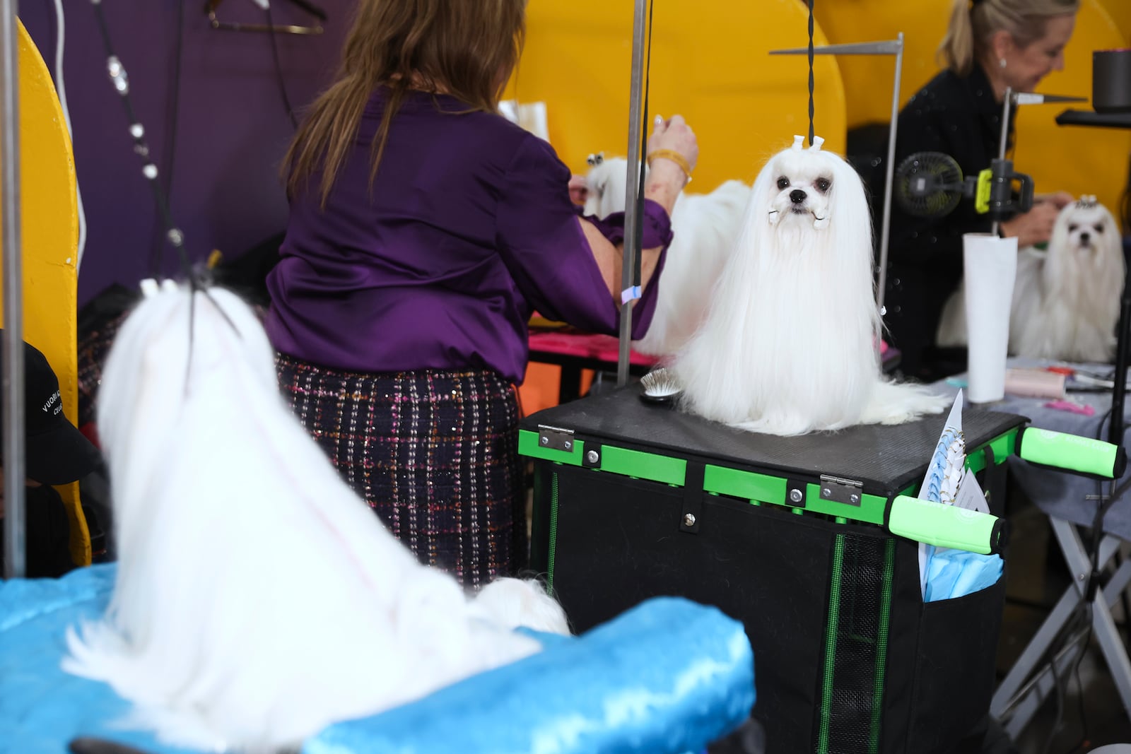 Maltese dogs are groomed in the benching area at the 149th Westminster Kennel Club Dog show, Monday, Feb. 10, 2025, in New York. (AP Photo/Heather Khalifa)