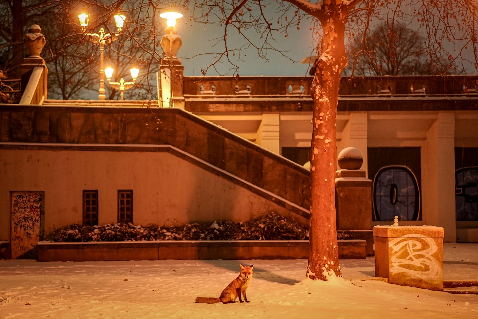 A fox sits in the snow in Rudolph Wilde Park in Berlin, Germany, Sunday, Jan. 5, 2025. (Kay Nietfeld/dpa via AP)