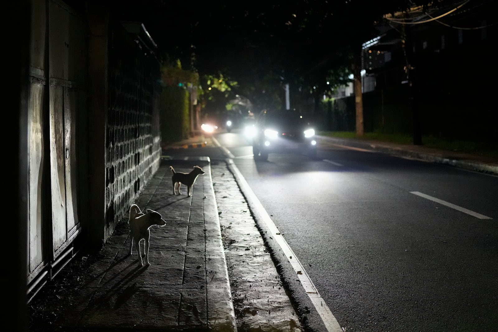 Dogs walk in a dimly lit portion of Balete Drive in Quezon City, Philippines, Friday, Oct. 25, 2024. (AP Photo/Aaron Favila)