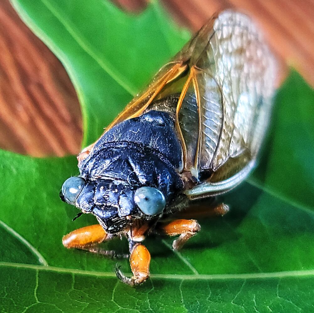 061621 blue eyed cicada