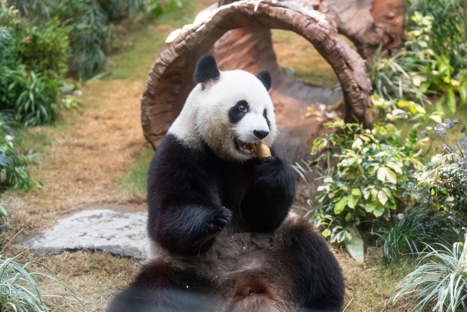 The Beijing-gifted giant panda Ke Ke makes her debut appearance to media in Ocean Park during a preview event in Hong Kong, Monday, Dec. 2, 2024. (AP Photo/Chan Long Hei)