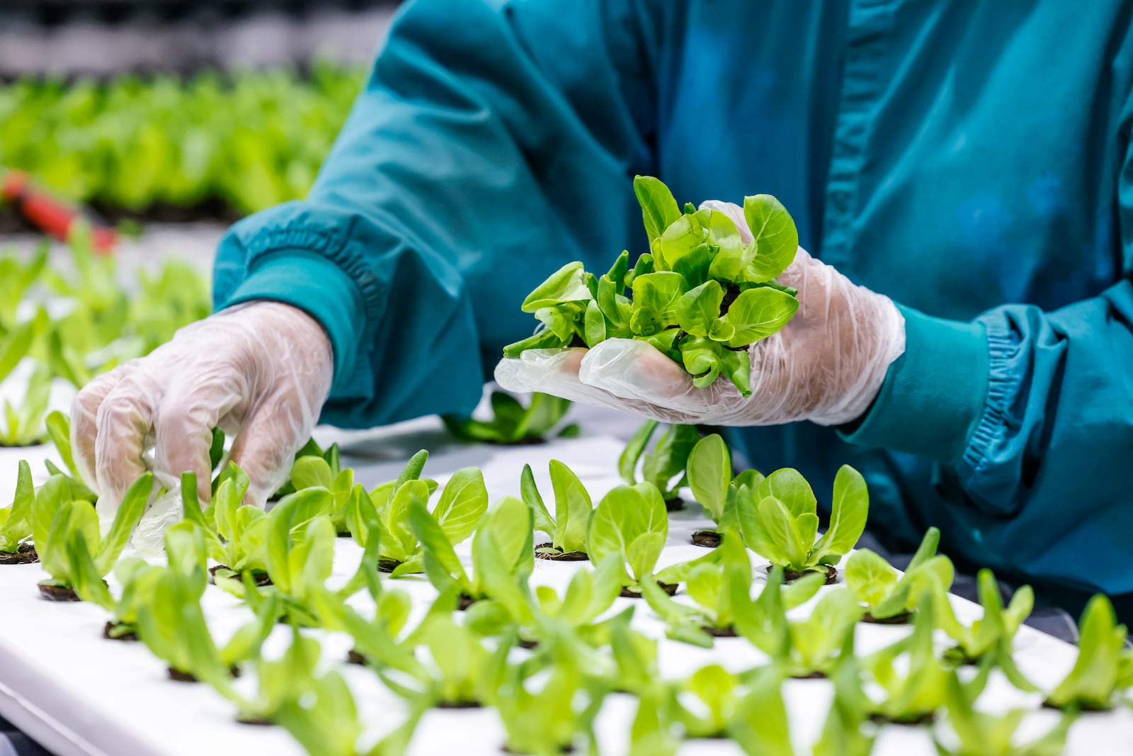 Employees work to plant, harvest and package lettuce and microgreens at vertical farming company 80 Acres Farms Friday, Feb. 9, 2024 at their facility on Enterprise Park Drive in Hamilton. NICK GRAHAM/STAFF