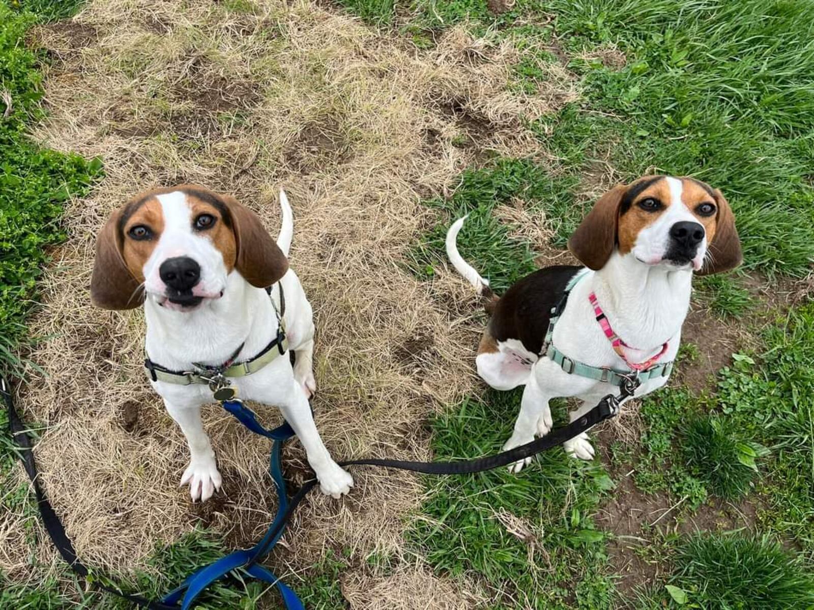 These are a couple of the pets up for adoption at Animal Adoption Foundation on 2480 Ross Millville Road in Hamilton. The nonprofit is conducting a fundraiser at Municipal Brew Works on May 14, 2022. CONTRIBUTED