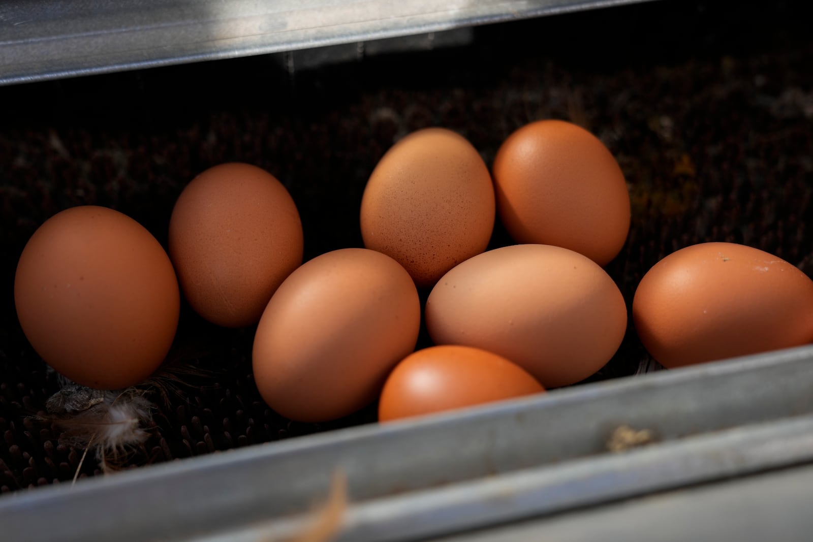 Large brown eggs laid by Red Star hens are seen inside a coop at Historic Wagner Farm, Friday, Feb. 7, 2025, in Glenview, Ill. (AP Photo/Erin Hooley)