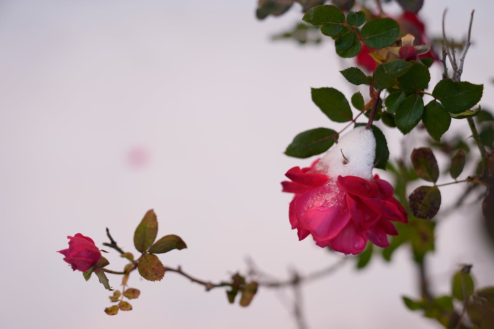 FILE - Rose bushes stand in the snow on Jan. 21, 2025, in Houston. (AP Photo/Ashley Landis, File)