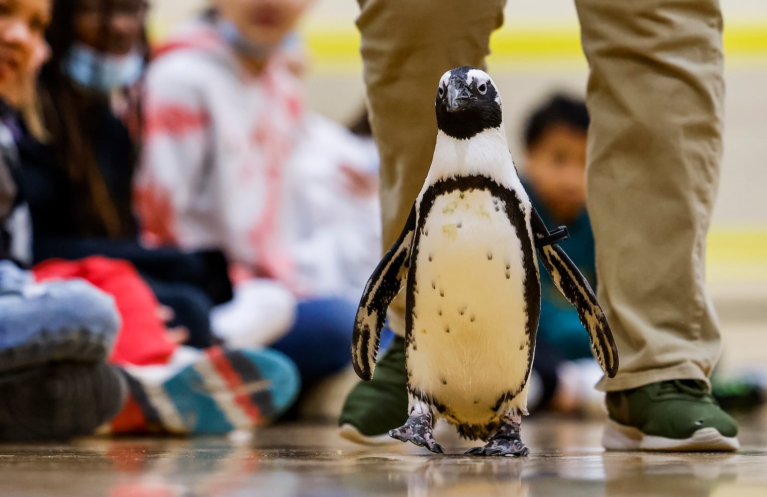 030122 penguin at Creekview elementary