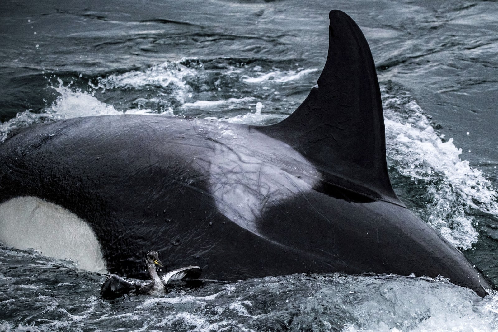 A killer whale swims next to a grebe in the waters just off Seattle on Sunday, March 3, 2025, moments before the bird was taken under water. (Kersti Muul via AP)