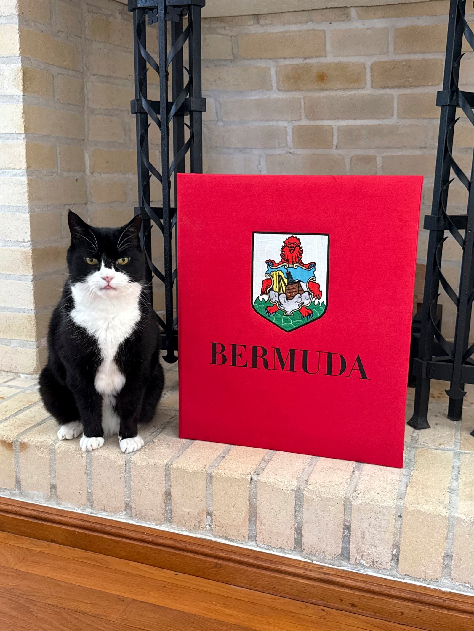 This handout photo released on Tuesday, Feb. 4, 2025, shows former Chief Mouser to the Foreign Office Palmerston, and now the U.K. chief four-legged representative in Bermuda. (British Foreign Office via AP)