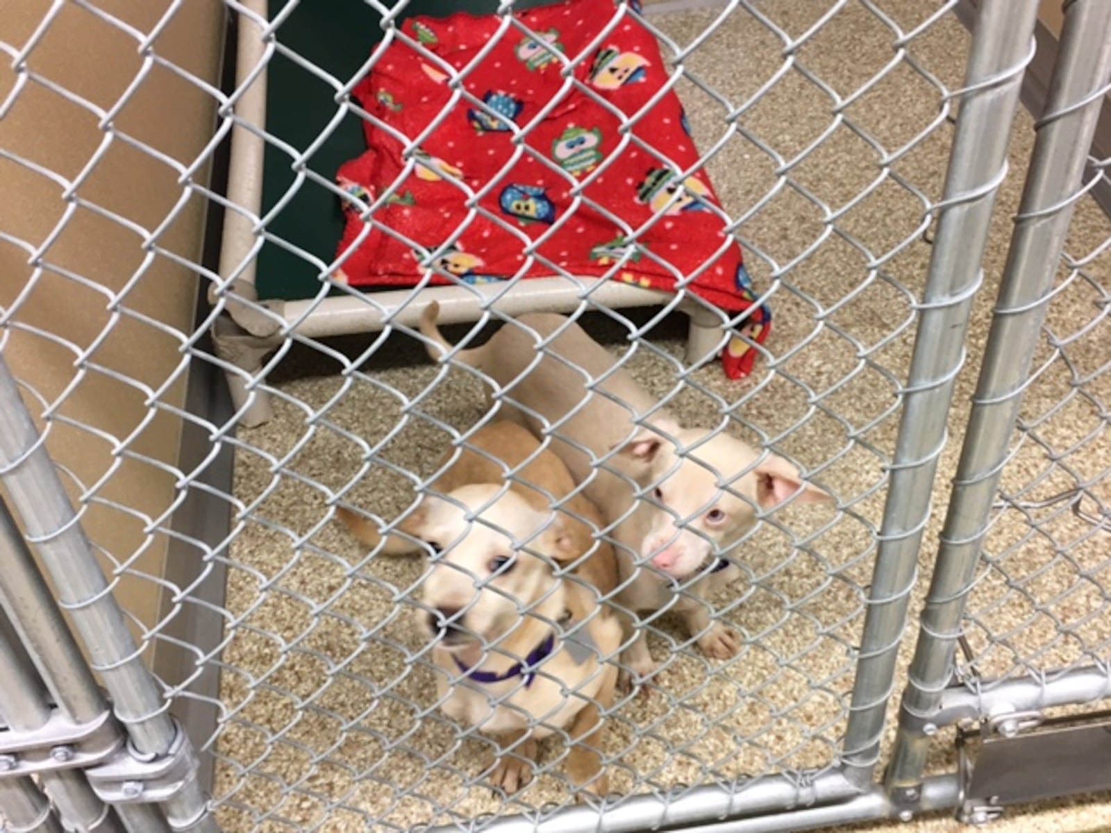 Two of four surviving dogs taken from the Melissa Damico residence in St. Clair Twp. earlier this week. The pups are recovering a Animal Friends Humane Society. Three dogs were found deceased by the county dog warden’s office. Damico is facing multiple counts of abuse to companion animals. LAUREN PACK/STAFF