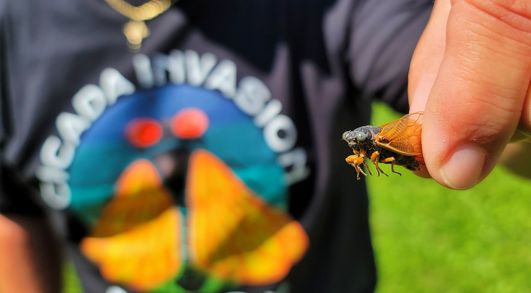 061621 blue eyed cicada