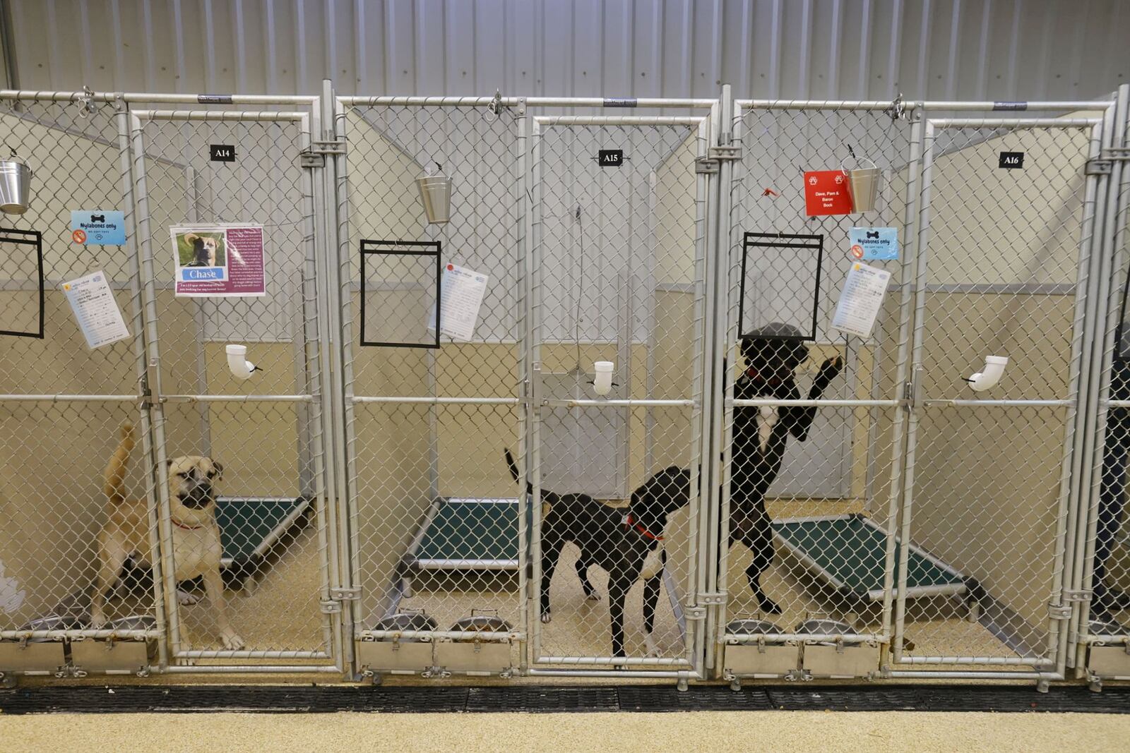 Animal Friends Humane Society animal shelter and adoption center on Princeton Road has moved to appointments only effective Feb. 1, 2022 due to staff shortages. You must call ahead and walk-ins are not allowed. NICK GRAHAM/STAFF