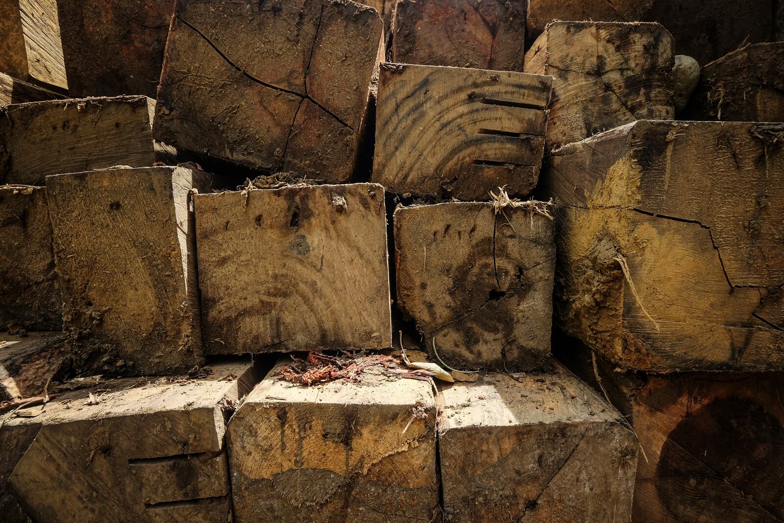 Logs sit on the back of a truck parked on the side of a road leading to the area of several wood pellet production companies in Pohuwato, Gorontalo province, Indonesia, Tuesday, Oct. 22, 2024. (AP Photo/Yegar Sahaduta Mangiri)