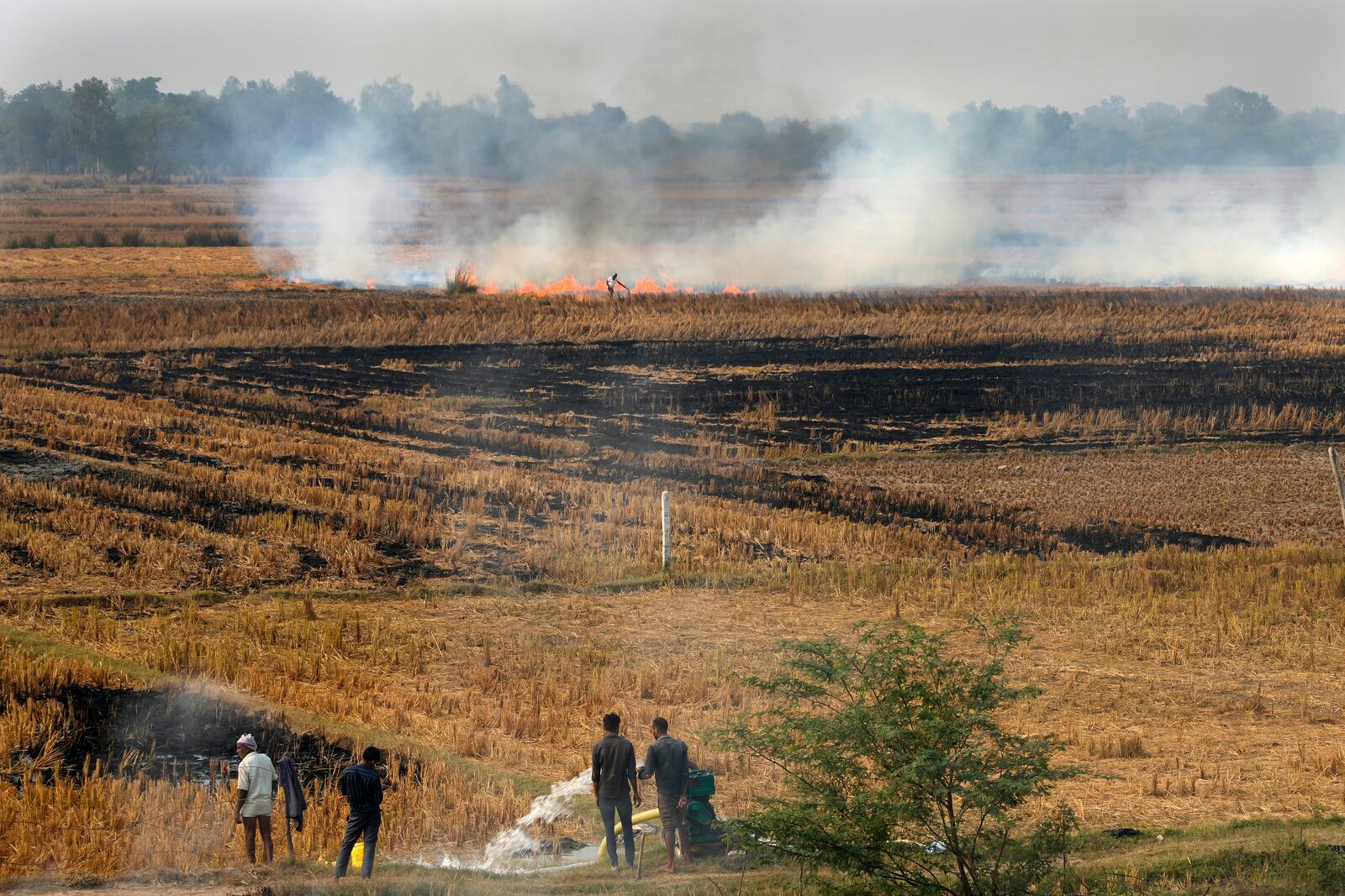 Farmers burn crop residue after harvest near Bundelkhand expressway some 330 kilometers (206 miles) from New Delhi, India, Sunday, Nov. 17, 2024. (AP Photo/Manish Swarup)