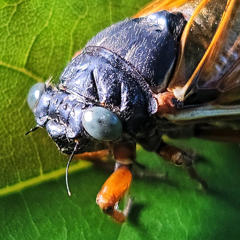 061621 blue eye cicada