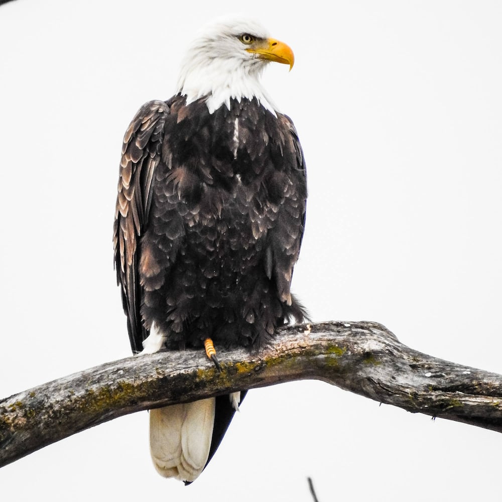 Bald Eagles in Butler County