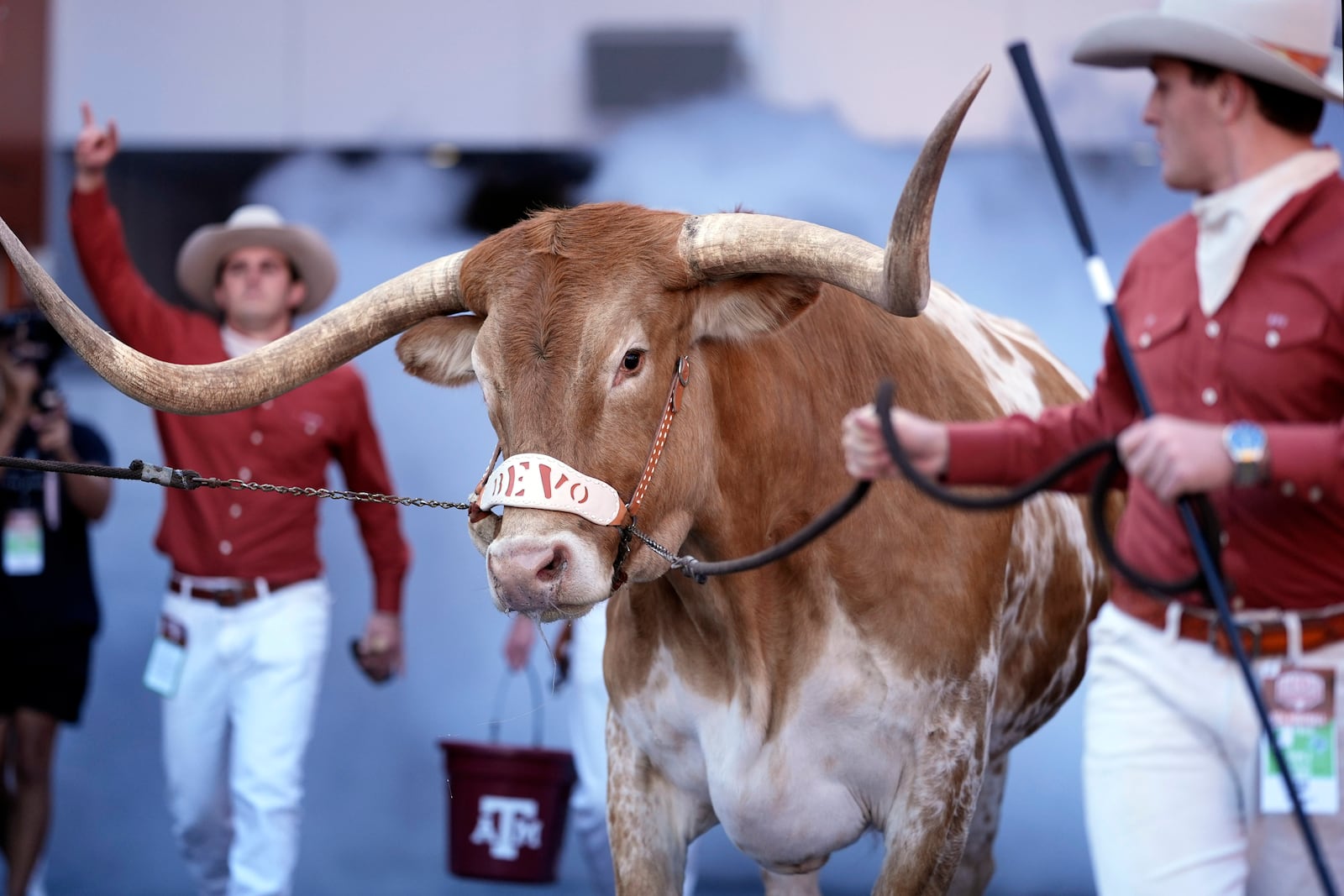 FILE - Texas mascot Bevo, center, is walked to the field before an NCAA college football game between Texas and Florida in Austin, Texas, Nov. 9, 2024. (AP Photo/Eric Gay, File)