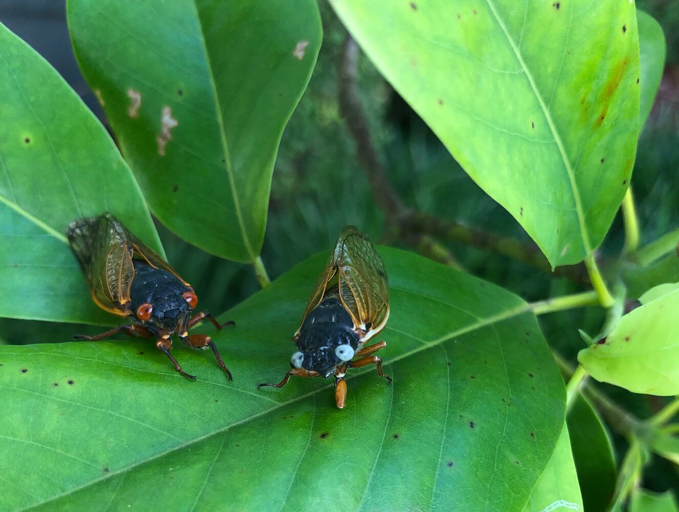 blue eyed cicada