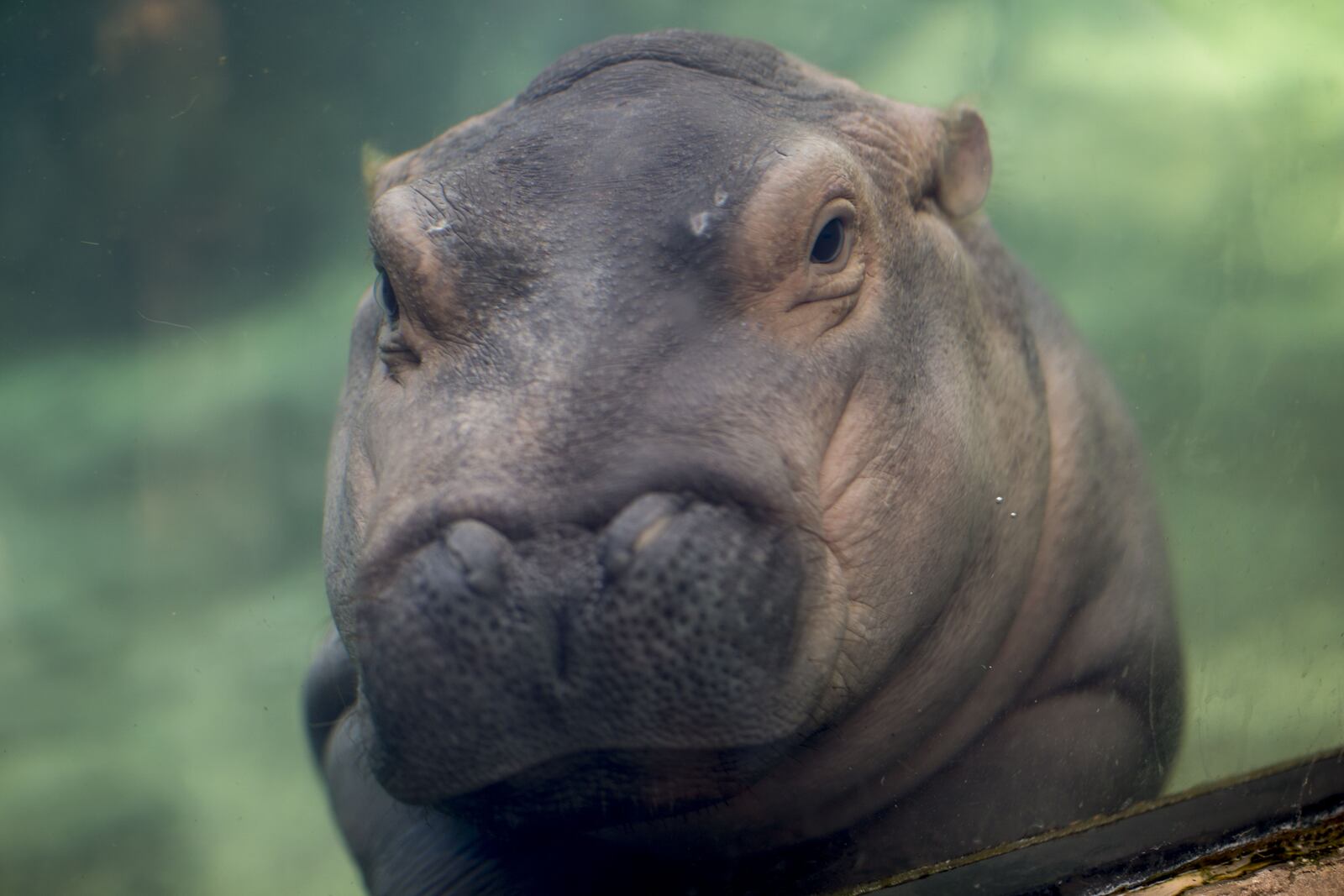 Fiona is seen through the glass in Hippo Cove. At five months, she weighed 317 lbs., up from 29 when she was born in January.