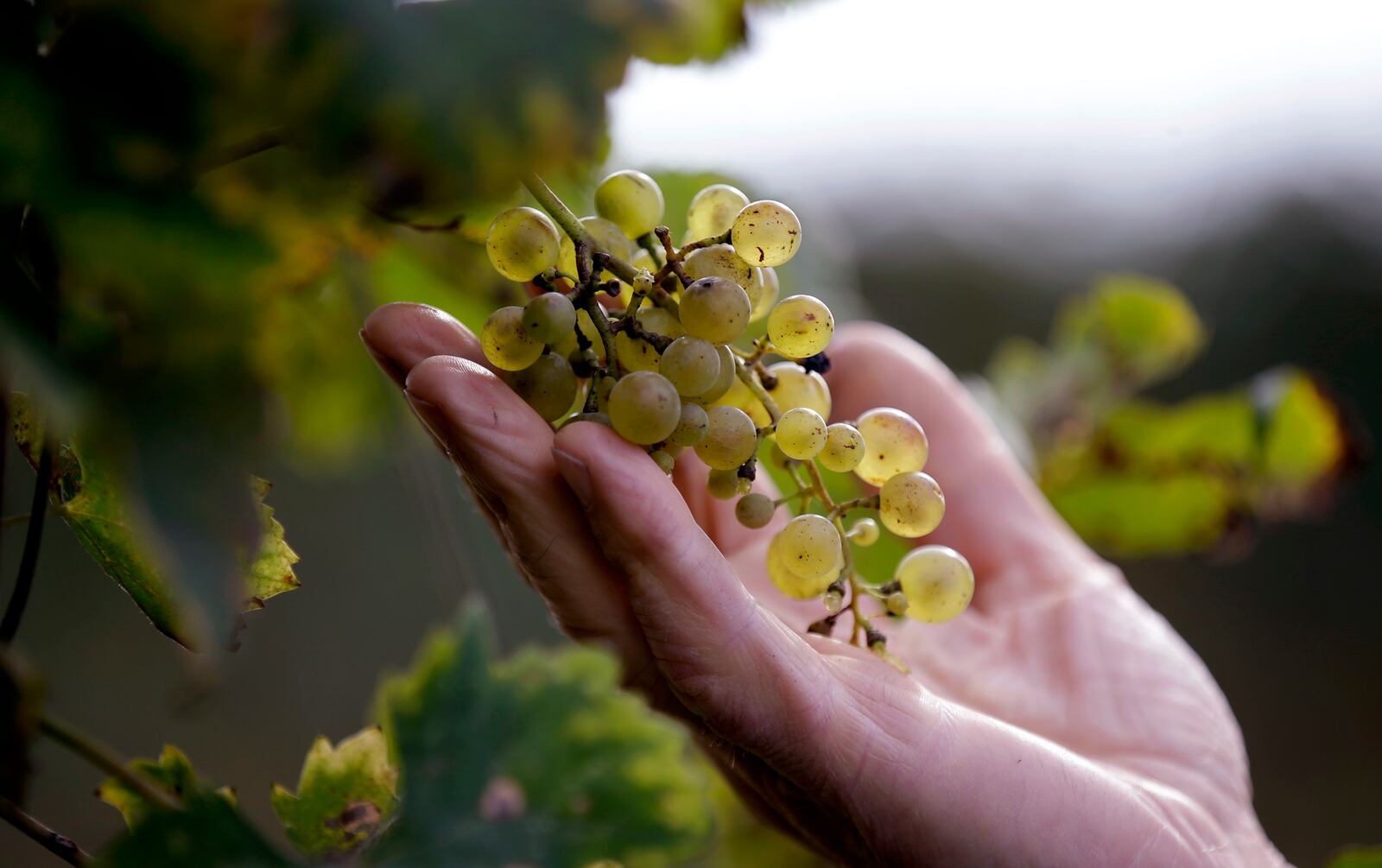 Wine grower Adelino Pizzobon checks a bunch of grapes in a Prosecco vineyard at the Case Paolin farm, in Volpago del Montello, Italy, Monday, Oct. 15, 2018. (AP Photo/Luca Bruno, File)