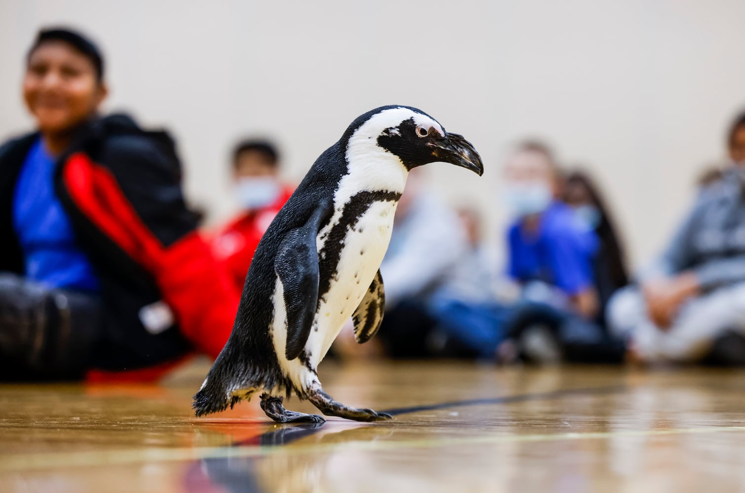 030122 penguin at Creekview elementary