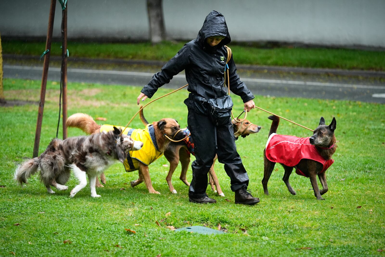 Dog walker Jade Martin walks a group of dogs in the rain Thursday, Feb. 13, 2025, in Los Angeles. (AP Photo/Damian Dovarganes)