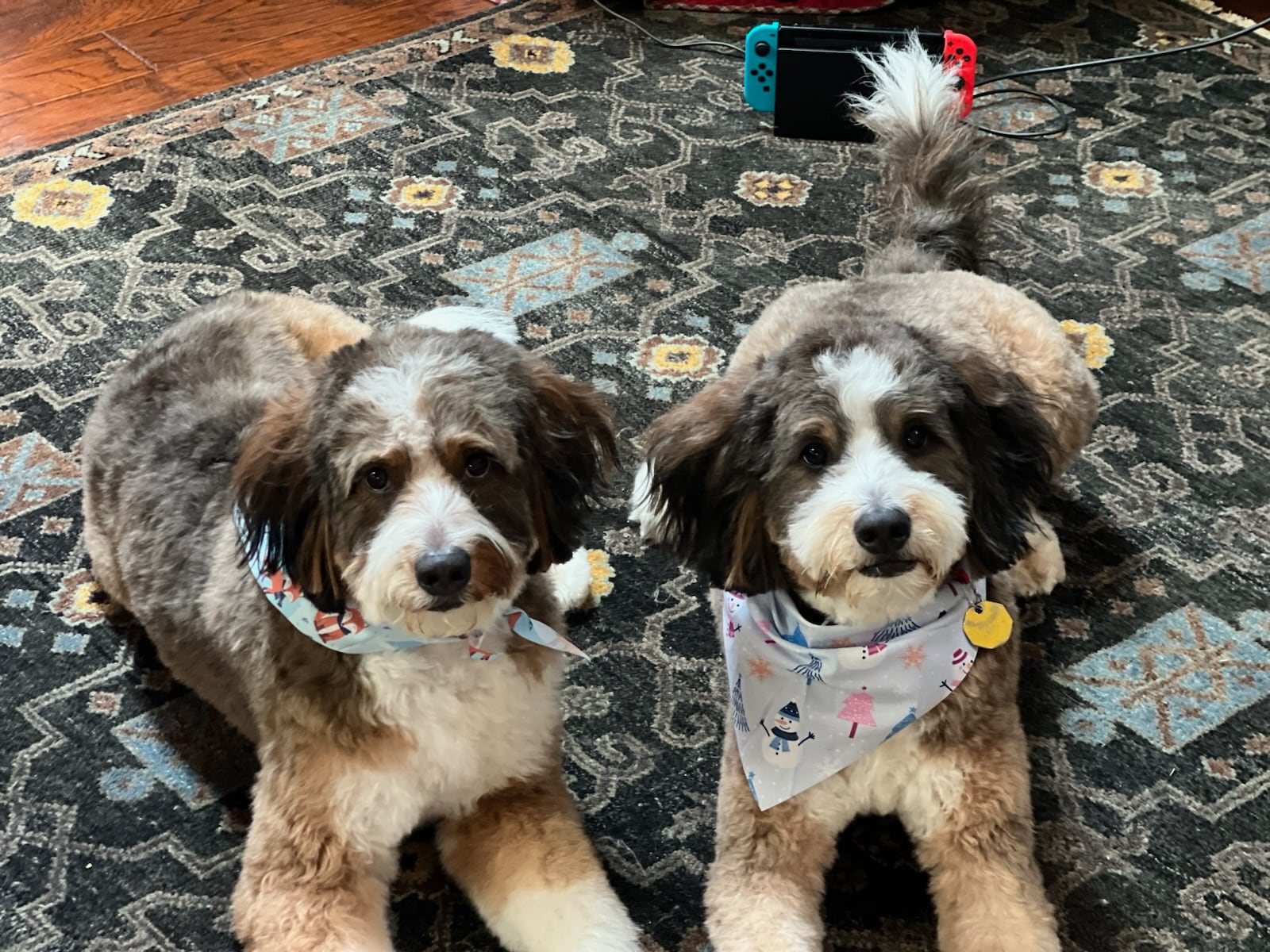 Bernedoodles Emma and Bailey are doing better after they were left with Jason Jones' training business for two weeks before owner Randy Reed found them staked in a field, filthy with a rash and clear weight loss. CONTRIBUTED