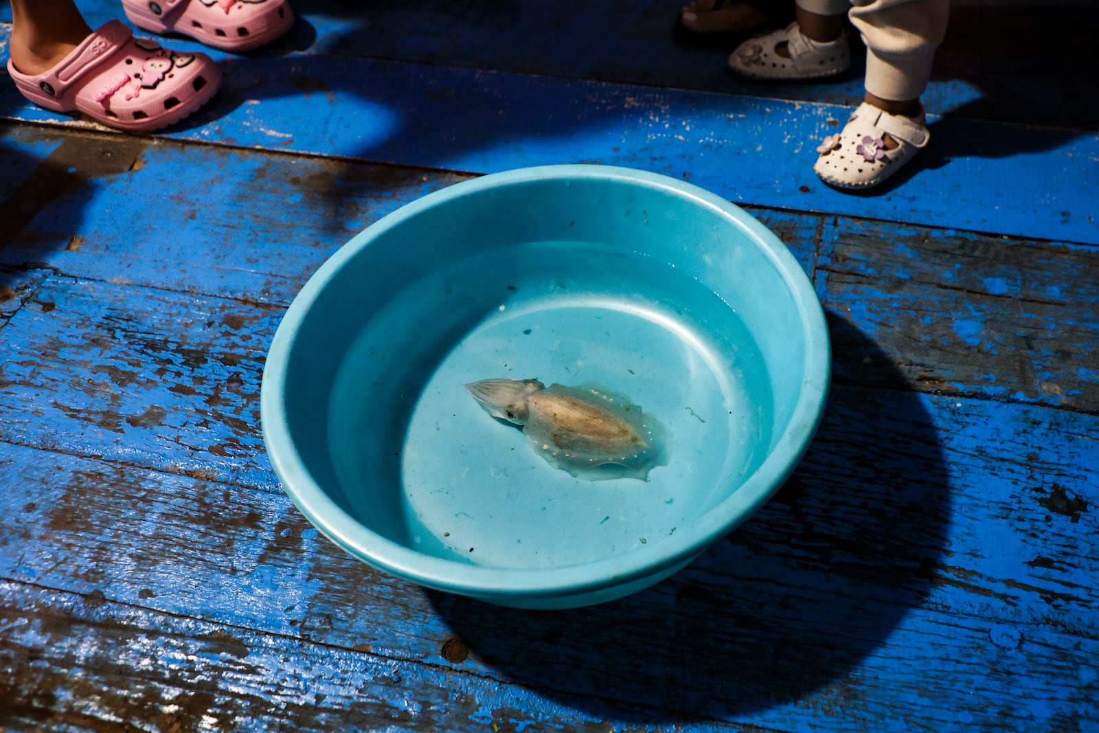 A squid caught off Hon Tam Island swims in a bucket, on Feb. 7, 2025, in Nha Trang, Vietnam. (AP Photo/Yannick Peterhans)