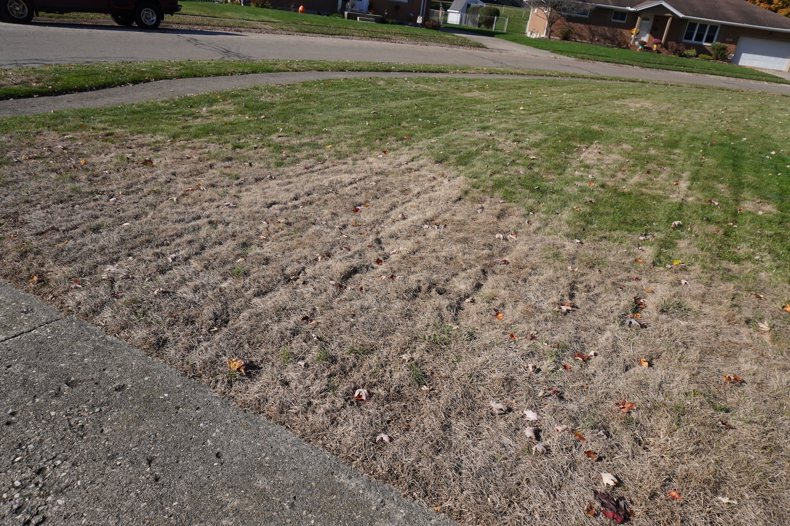 Dead areas of turfgrass from Japanese beetle grubs in 2024 in the Northridge area of Clark County.