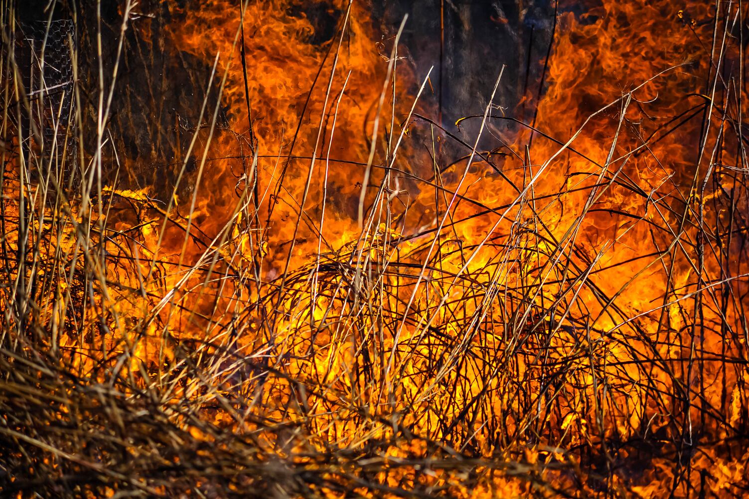 Controlled burns at Riverside Natural Area in Hamilton