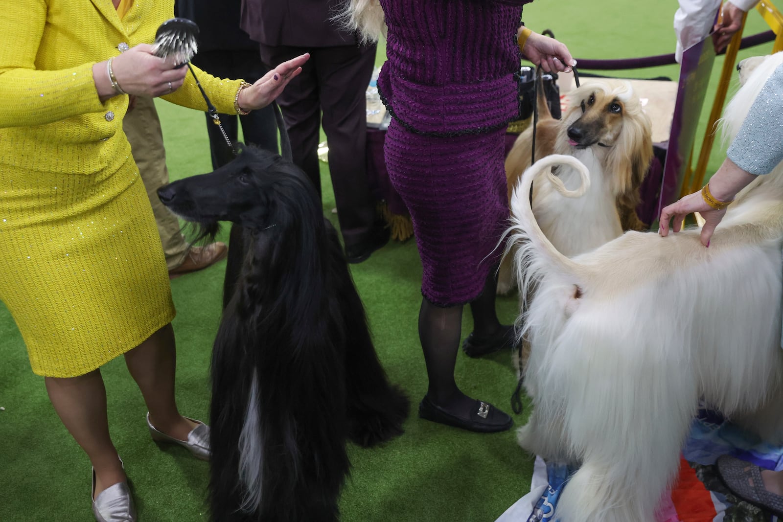 Afghan Hound dogs are groomed before judging during the 149th Westminster Kennel Club Dog show, Monday, Feb. 10, 2025, in New York. (AP Photo/Heather Khalifa)