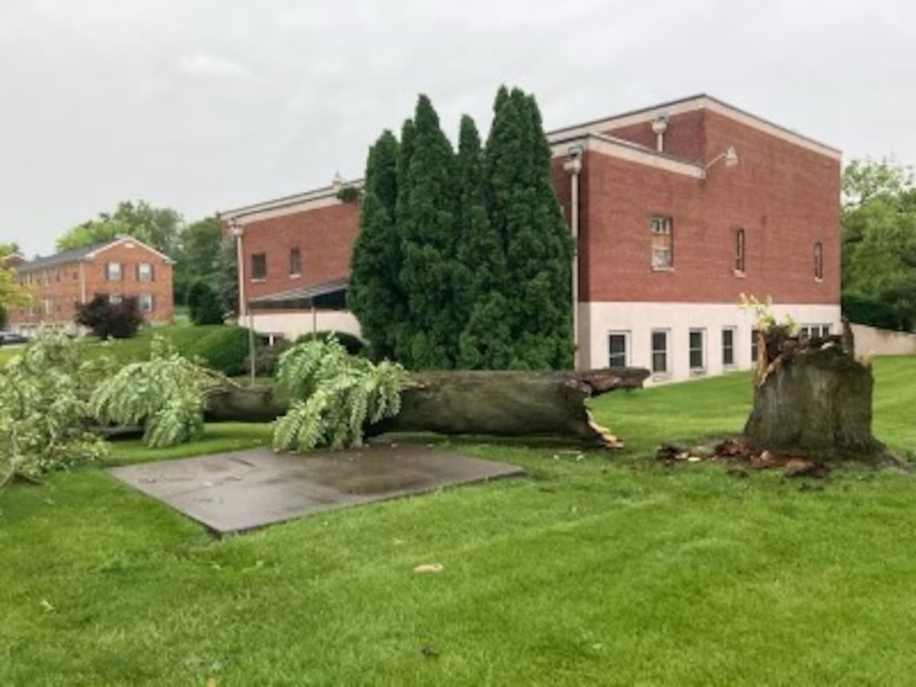 Temple Beth Sholom synagogue tree damage