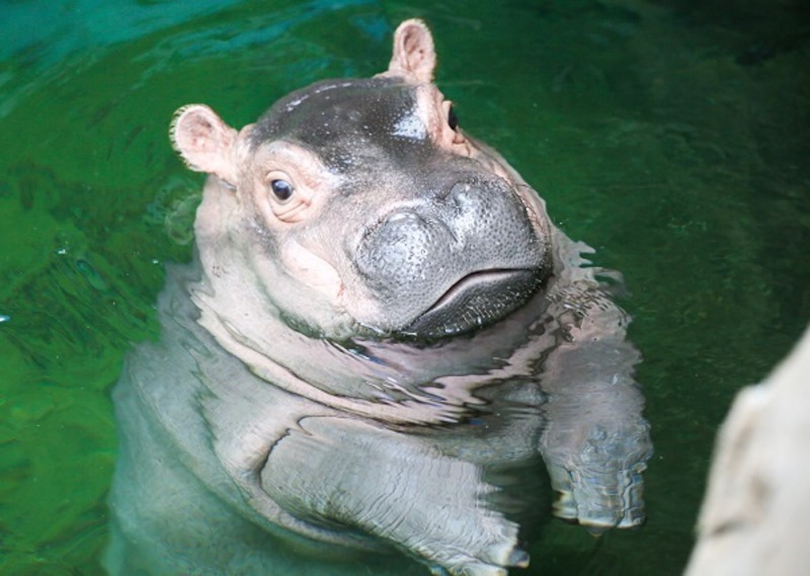 The Cincinnati Zoo & Botanical Garden decided its popular baby hippo Fiona is ready for her close-up June 1, 2017, as she navigates the 9-foot-deep Hippo Cove pool.