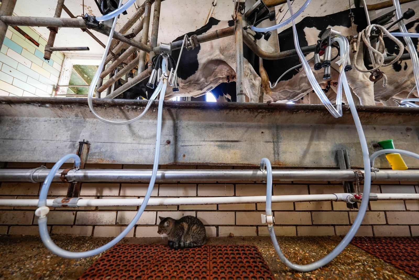 A cat sits underneath as cows are milked during the 3:00 PM milking at the Jarrell Bros. Dairy Farm in Kentwood, La., Wednesday, Oct. 30, 2024. (AP Photo/Gerald Herbert)