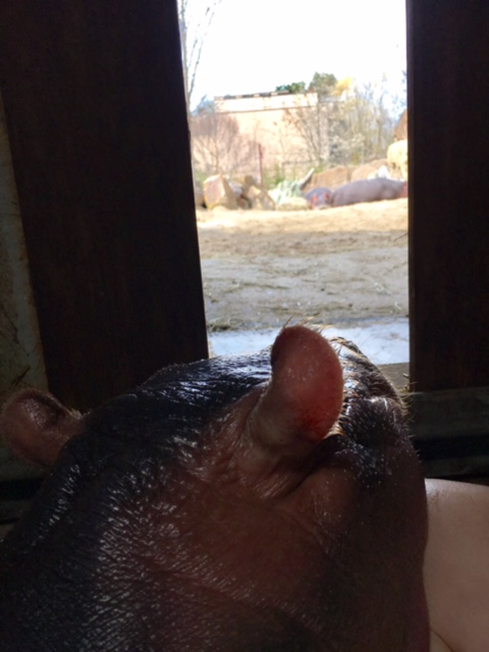 Fiona takes a peek at her parents in their outdoor habitat. (PHOTO: Cincinnati Zoo & Botanical Garden)