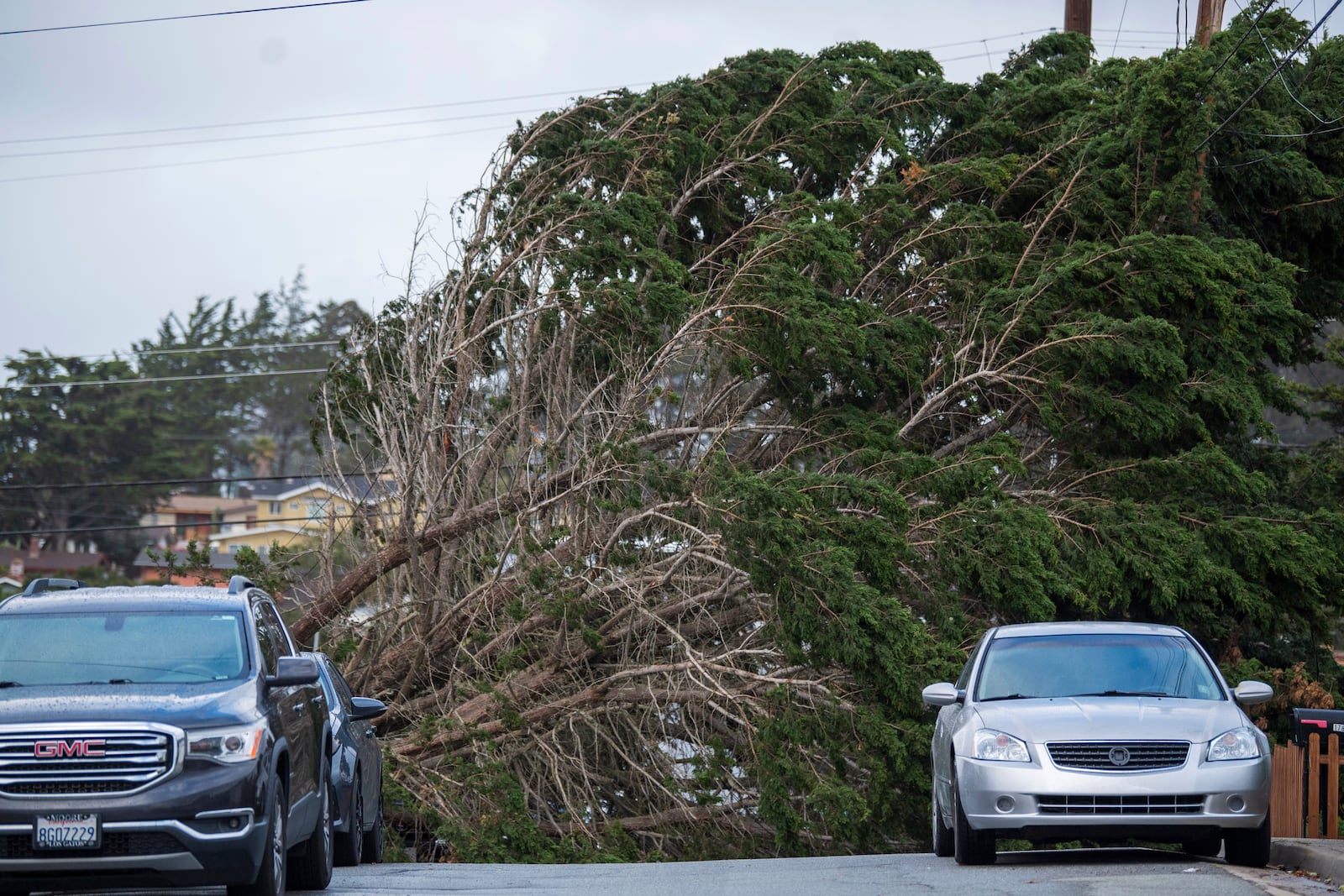 A large tree branch lays across a street in Seaside, Calif., Saturday, Dec. 14, 2024. (AP Photo/Nic Coury)