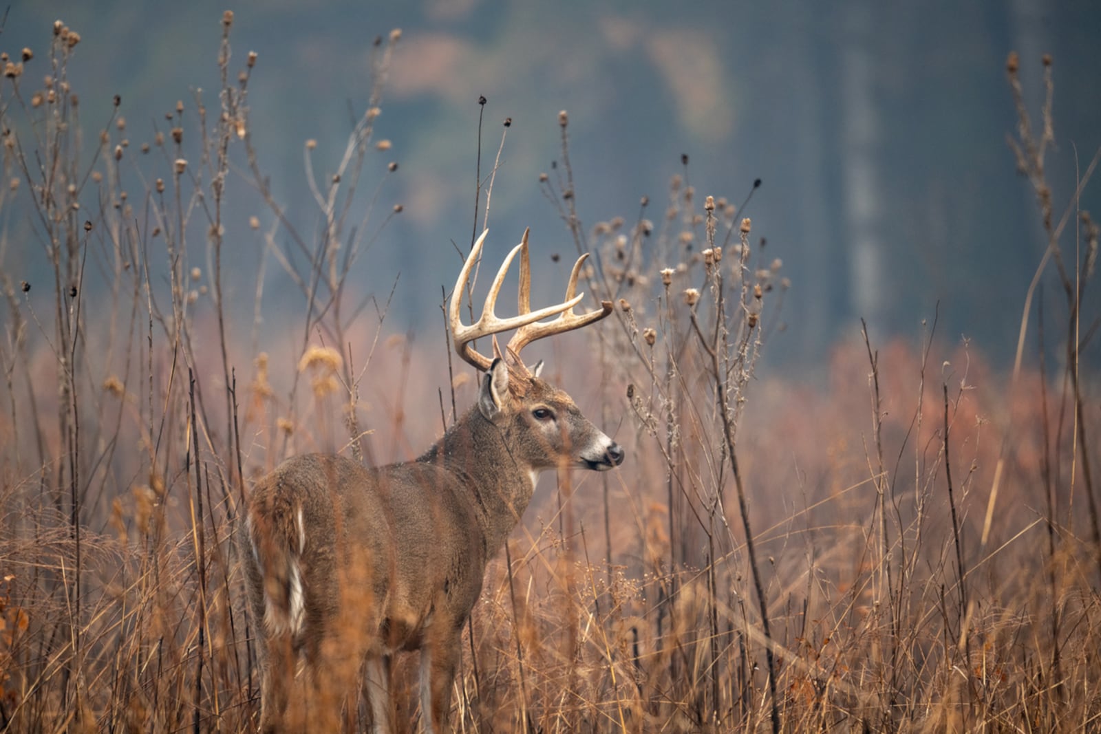 Large whitetailed deer buck moving through an open meadow during the rut in Great Smoky Mountains National Park. ISTOCK/COX