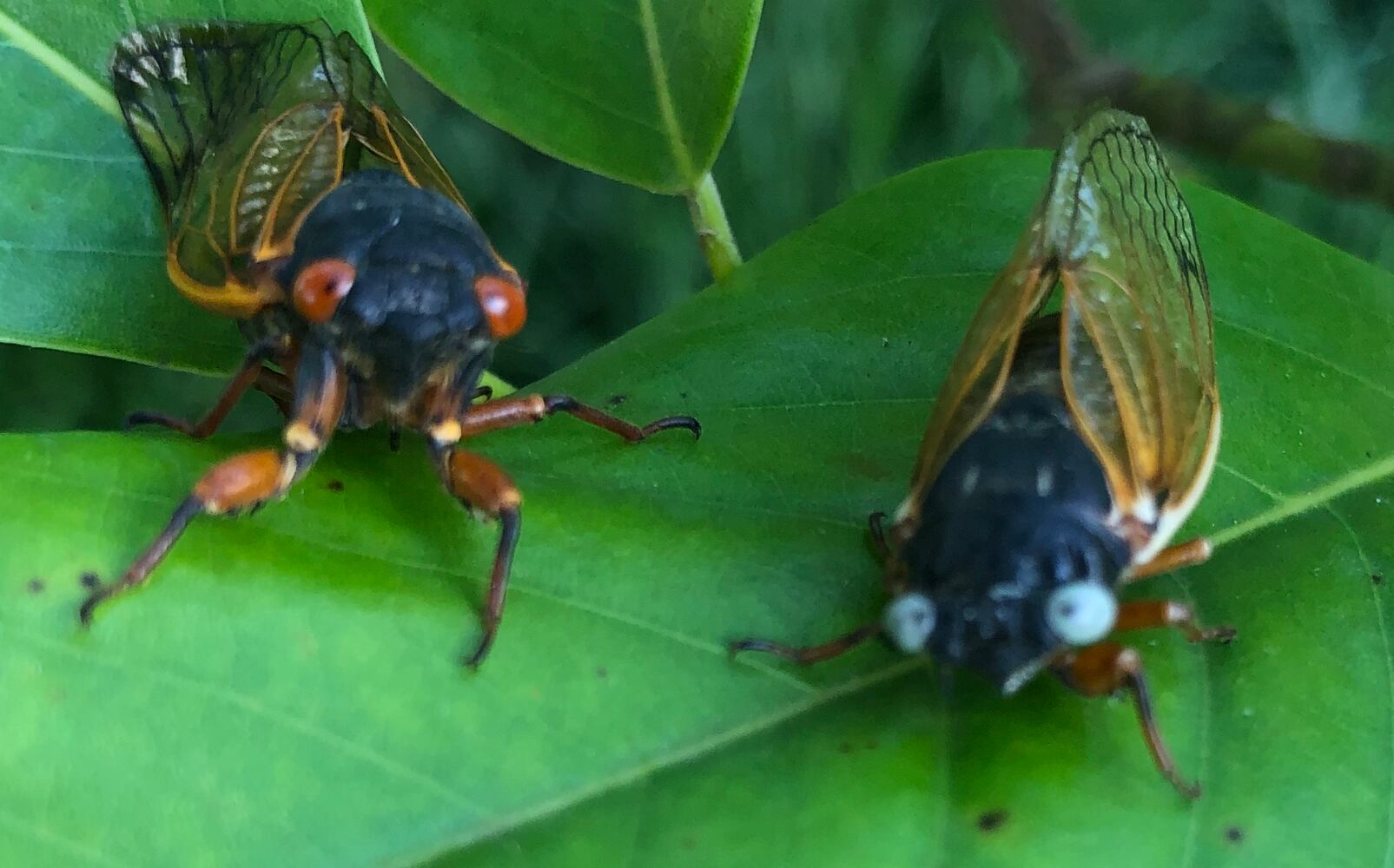 blue eyed cicada