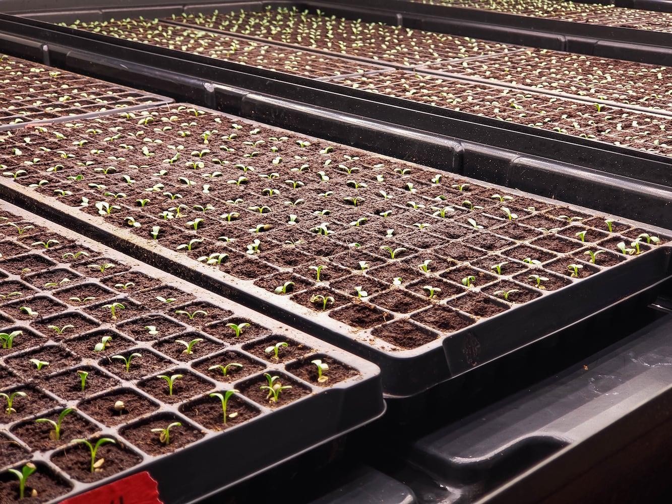 80 Acres Farm indoor grow facility in Hamilton