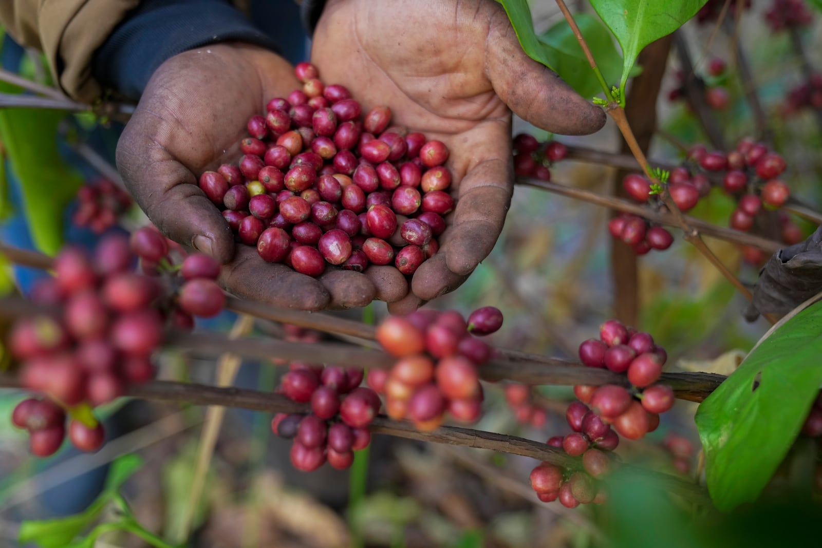 Excelsa coffee cherries are harvested at a farm near Nzara, South Sudan on Friday, Feb. 14, 2025. (AP Photo/Brian Inganga)