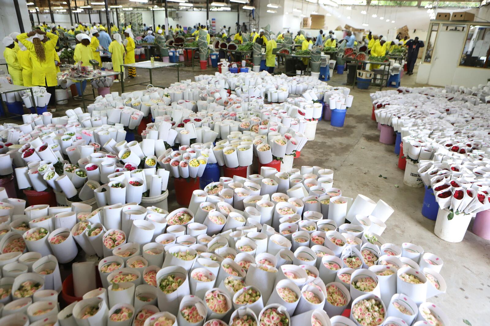 Workers pack fresh roses at Isinya Roses Limited - Porini Flower farm in Kajiado County, Kenya Friday, Feb. 7, 2025. (AP Photo/Andrew Kasuku)