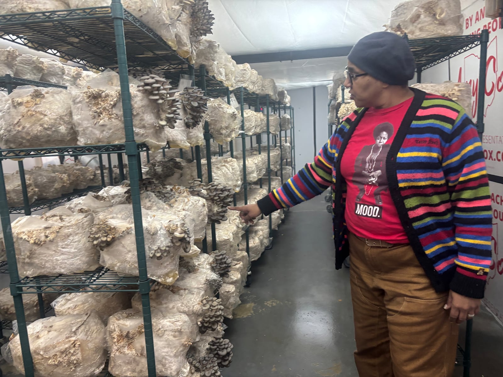 Guided by Mushrooms coowner Audra Sparks shows some of the oyster mushrooms growing in the operation. Eileen McClory / staff