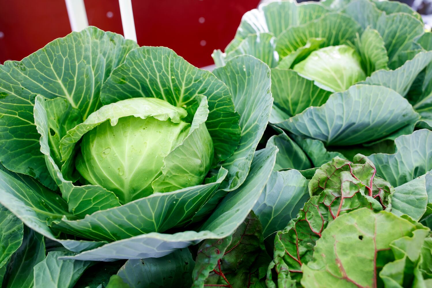 061423 Middletown Farmers Market