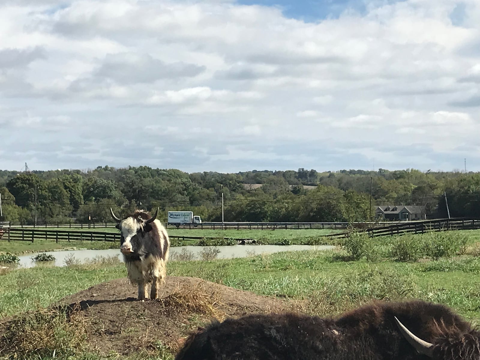 OH Yaks in Lebanon is the largest registered yak farm in Ohio.