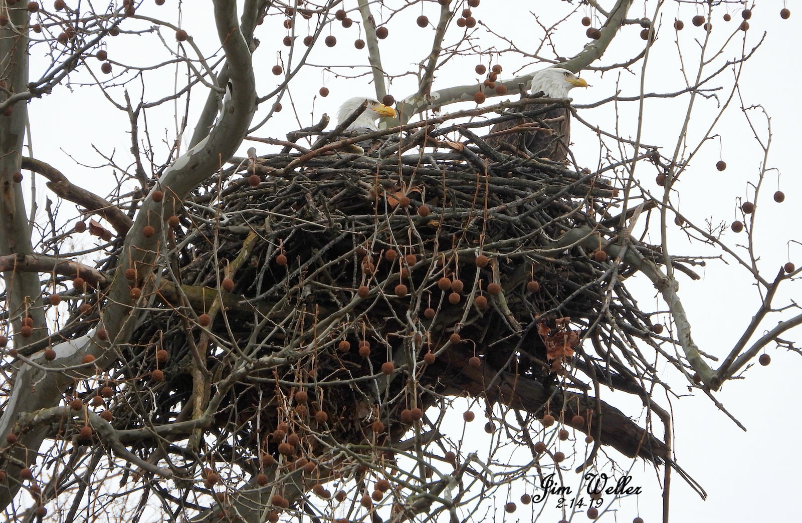 Orv and Willa, a pair of bald eagles, have returned to Carillon Historical Park in 2019 and are prepariing for a new family. PHOTO COURTESTY OF JIM WELLER