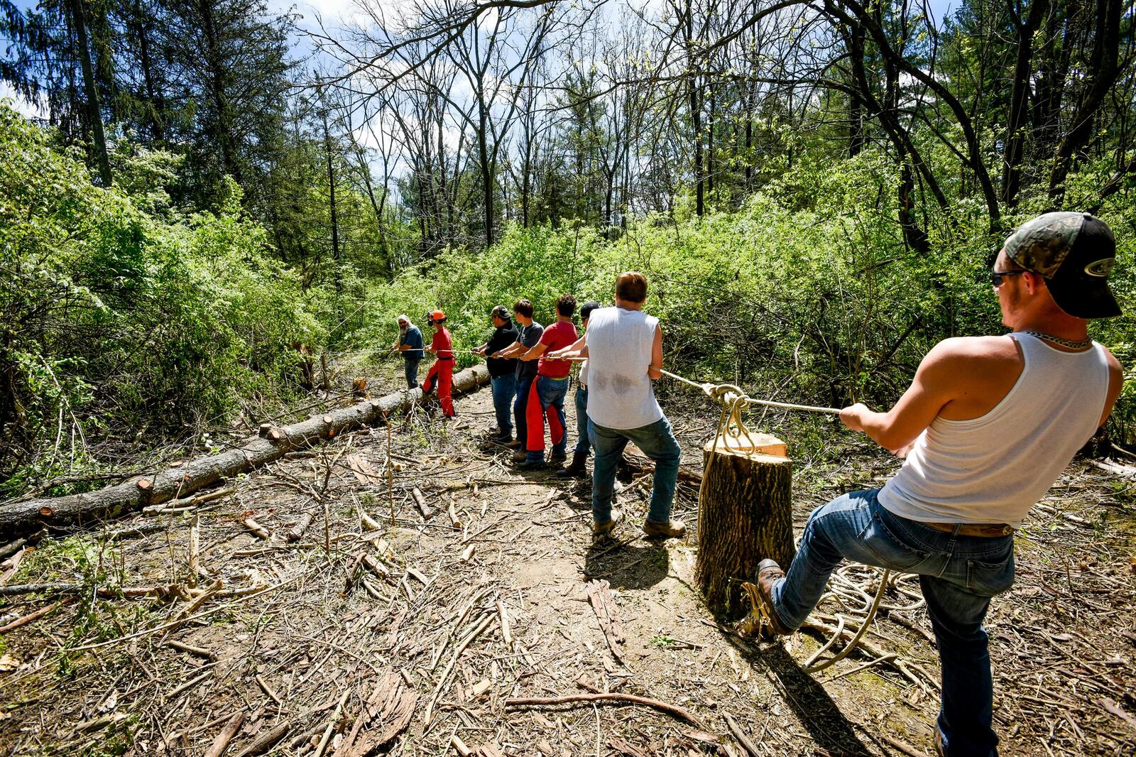 Students in Butler Tech’s landscape science program retain tension on a rope as they remove dead ash trees in Monroe’s Rosemont Nature Preserve. NICK GRAHAM/STAFF